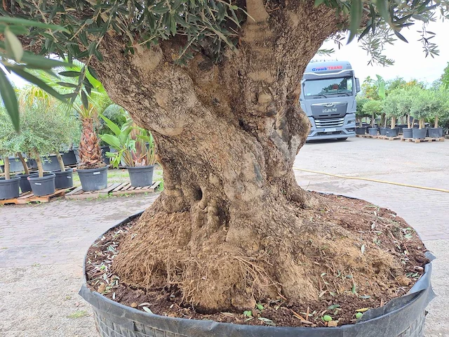 Olijfboom bonsai xxl - olea europaea - 300 jaar oud - hoogte ca. 280 cm - afbeelding 6 van  8