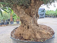 Olijfboom bonsai xxl - olea europaea - 300 jaar oud - hoogte ca. 280 cm - afbeelding 6 van  8