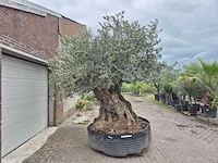 Olijfboom bonsai xxl - olea europaea - 300 jaar oud - hoogte ca. 280 cm - afbeelding 7 van  8