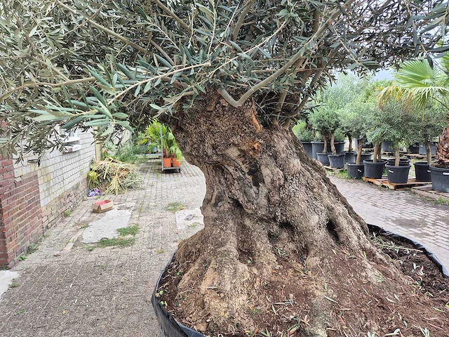 Olijfboom bonsai xxl - olea europaea - 300 jaar oud - hoogte ca. 280 cm - afbeelding 8 van  8