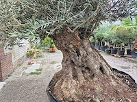 Olijfboom bonsai xxl - olea europaea - 300 jaar oud - hoogte ca. 280 cm - afbeelding 8 van  8
