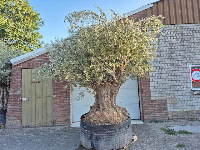 Olijfboom bonsai xxl - olea europaea - 300 jaar oud - hoogte ca. 280 cm - afbeelding 1 van  7