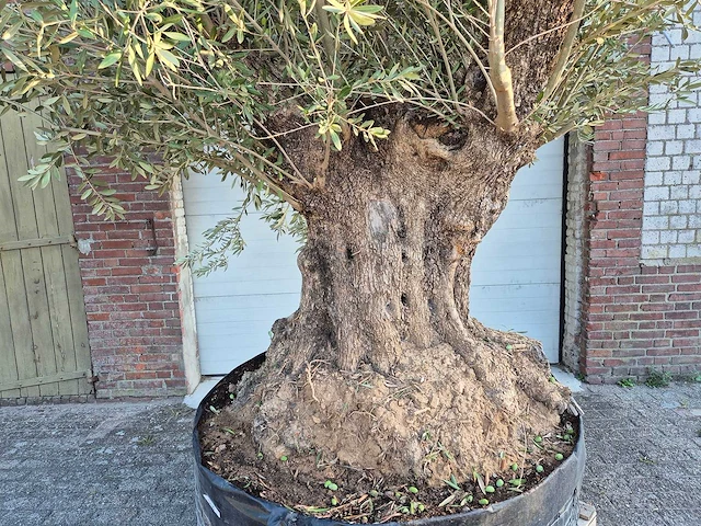 Olijfboom bonsai xxl - olea europaea - 300 jaar oud - hoogte ca. 280 cm - afbeelding 2 van  7