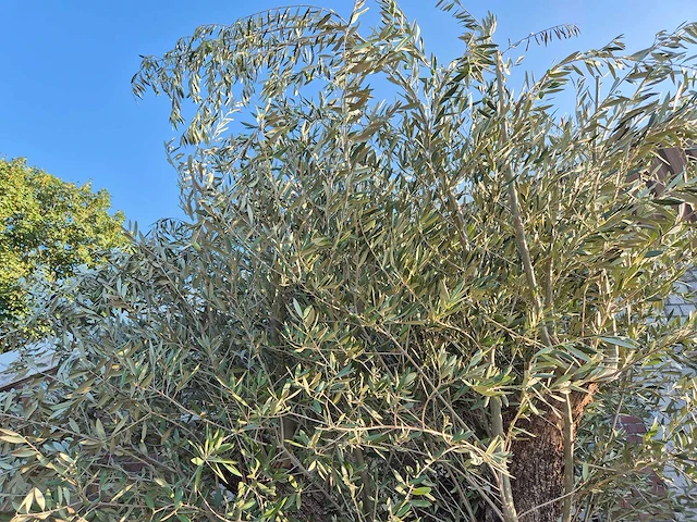 Olijfboom bonsai xxl - olea europaea - 300 jaar oud - hoogte ca. 280 cm - afbeelding 3 van  7