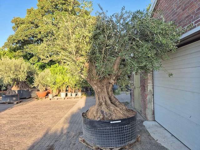 Olijfboom bonsai xxl - olea europaea - 300 jaar oud - hoogte ca. 280 cm - afbeelding 4 van  7