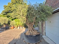Olijfboom bonsai xxl - olea europaea - 300 jaar oud - hoogte ca. 280 cm - afbeelding 4 van  7