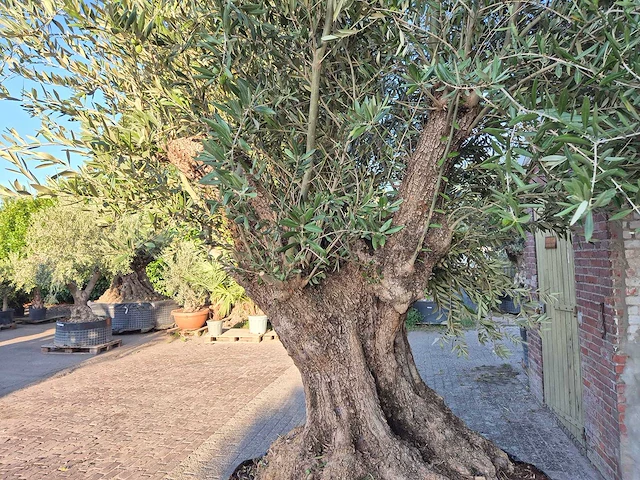 Olijfboom bonsai xxl - olea europaea - 300 jaar oud - hoogte ca. 280 cm - afbeelding 5 van  7