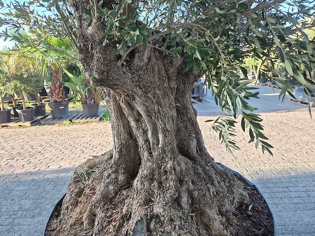 Olijfboom bonsai xxl - olea europaea - 300 jaar oud - hoogte ca. 280 cm - afbeelding 6 van  7