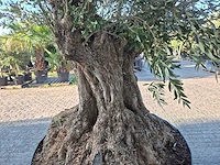 Olijfboom bonsai xxl - olea europaea - 300 jaar oud - hoogte ca. 280 cm - afbeelding 6 van  7