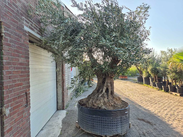 Olijfboom bonsai xxl - olea europaea - 300 jaar oud - hoogte ca. 280 cm - afbeelding 7 van  7