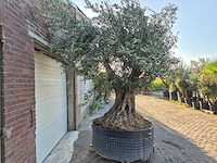 Olijfboom bonsai xxl - olea europaea - 300 jaar oud - hoogte ca. 280 cm - afbeelding 7 van  7