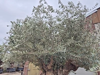 Olijfboom bonsai xxl - olea europaea - 300 jaar oud - hoogte ca. 280 cm - afbeelding 4 van  8