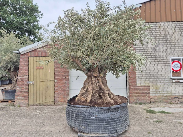 Olijfboom bonsai xxl - olea europaea - 300 jaar oud - hoogte ca. 280 cm - afbeelding 1 van  6