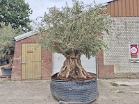 Olijfboom bonsai xxl - olea europaea - 300 jaar oud - hoogte ca. 280 cm - afbeelding 1 van  6