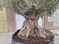 Olijfboom bonsai xxl - olea europaea - 300 jaar oud - hoogte ca. 280 cm - afbeelding 2 van  6