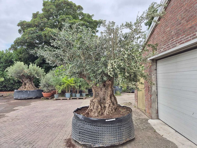 Olijfboom bonsai xxl - olea europaea - 300 jaar oud - hoogte ca. 280 cm - afbeelding 3 van  6