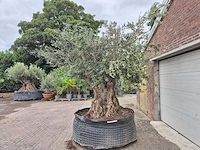 Olijfboom bonsai xxl - olea europaea - 300 jaar oud - hoogte ca. 280 cm - afbeelding 3 van  6