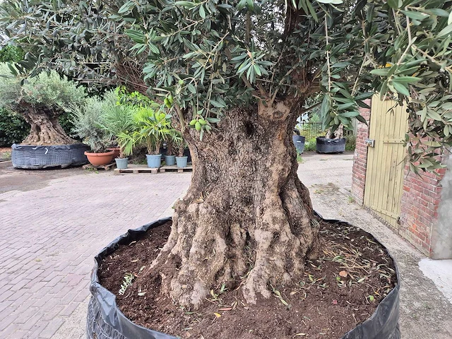 Olijfboom bonsai xxl - olea europaea - 300 jaar oud - hoogte ca. 280 cm - afbeelding 4 van  6