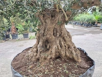 Olijfboom bonsai xxl - olea europaea - 300 jaar oud - hoogte ca. 280 cm - afbeelding 5 van  6