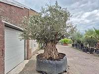 Olijfboom bonsai xxl - olea europaea - 300 jaar oud - hoogte ca. 280 cm - afbeelding 6 van  6