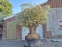 Olijfboom bonsai xxl - olea europaea - 300 jaar oud - hoogte ca. 280 cm