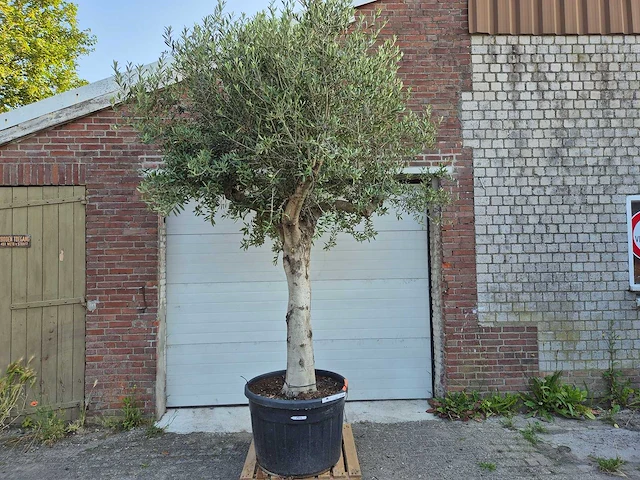 Olijfboom branched - olea europaea - hoogte ca. 350 cm - afbeelding 1 van  6