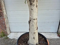Olijfboom branched - olea europaea - hoogte ca. 350 cm - afbeelding 2 van  6