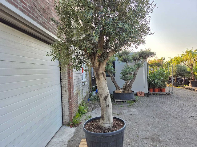 Olijfboom branched - olea europaea - hoogte ca. 350 cm - afbeelding 3 van  6