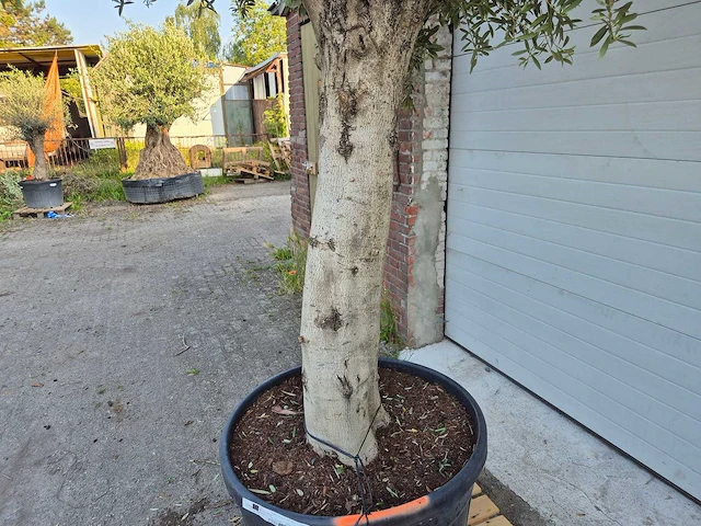 Olijfboom branched - olea europaea - hoogte ca. 350 cm - afbeelding 4 van  6