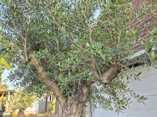 Olijfboom branched - olea europaea - hoogte ca. 350 cm - afbeelding 5 van  6