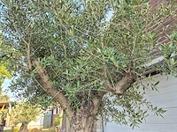 Olijfboom branched - olea europaea - hoogte ca. 350 cm - afbeelding 5 van  6