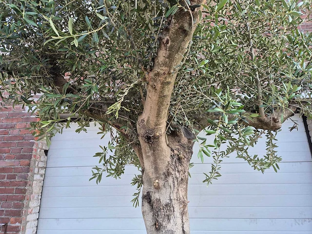 Olijfboom branched - olea europaea - hoogte ca. 350 cm - afbeelding 6 van  6