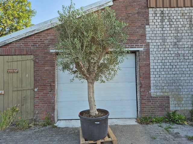 Olijfboom branched - olea europaea - hoogte ca. 350 cm - afbeelding 1 van  5