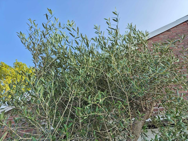 Olijfboom branched - olea europaea - hoogte ca. 350 cm - afbeelding 3 van  5