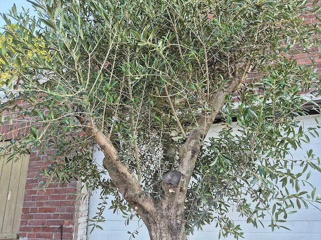 Olijfboom branched - olea europaea - hoogte ca. 350 cm - afbeelding 4 van  5