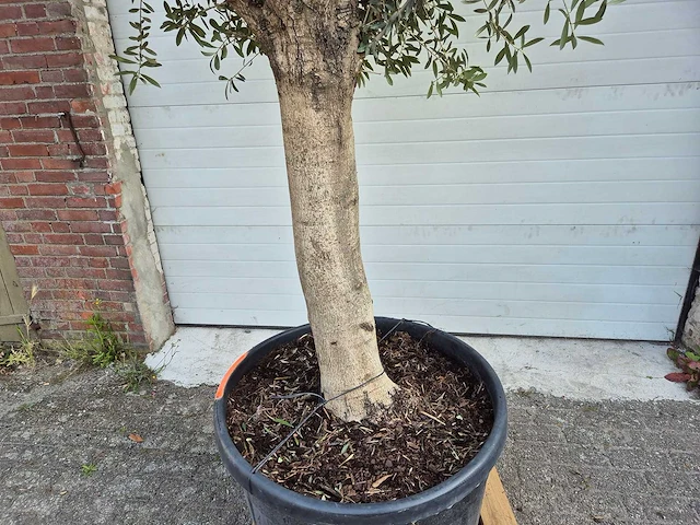 Olijfboom branched - olea europaea - hoogte ca. 350 cm - afbeelding 5 van  5