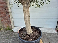 Olijfboom branched - olea europaea - hoogte ca. 350 cm - afbeelding 5 van  5