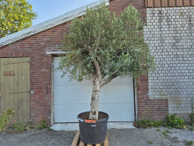 Olijfboom branched - olea europaea - hoogte ca. 350 cm - afbeelding 1 van  5
