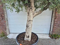 Olijfboom branched - olea europaea - hoogte ca. 350 cm - afbeelding 2 van  5
