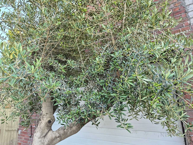 Olijfboom branched - olea europaea - hoogte ca. 350 cm - afbeelding 3 van  5