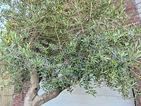 Olijfboom branched - olea europaea - hoogte ca. 350 cm - afbeelding 3 van  5