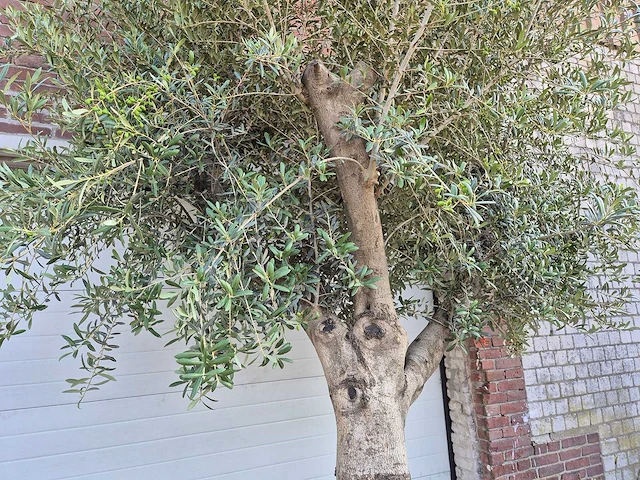 Olijfboom branched - olea europaea - hoogte ca. 350 cm - afbeelding 4 van  5
