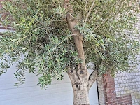 Olijfboom branched - olea europaea - hoogte ca. 350 cm - afbeelding 4 van  5