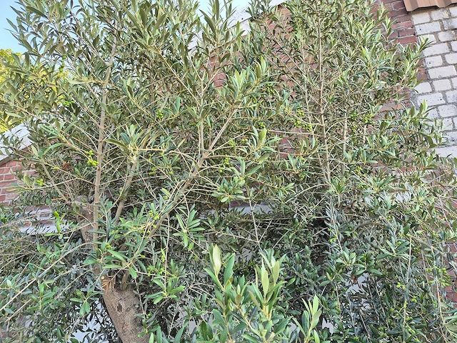 Olijfboom branched - olea europaea - hoogte ca. 350 cm - afbeelding 5 van  5