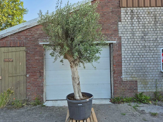 Olijfboom branched - olea europaea - hoogte ca. 350 cm - afbeelding 1 van  5