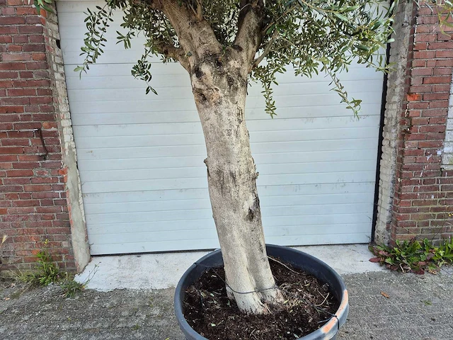Olijfboom branched - olea europaea - hoogte ca. 350 cm - afbeelding 2 van  5