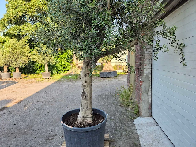 Olijfboom branched - olea europaea - hoogte ca. 350 cm - afbeelding 3 van  5
