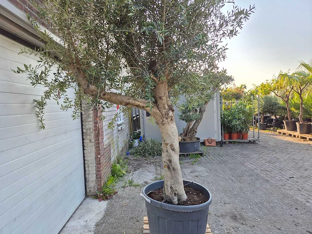 Olijfboom branched - olea europaea - hoogte ca. 350 cm - afbeelding 4 van  5