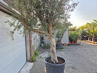 Olijfboom branched - olea europaea - hoogte ca. 350 cm - afbeelding 4 van  5