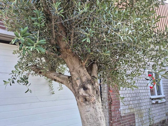 Olijfboom branched - olea europaea - hoogte ca. 350 cm - afbeelding 5 van  5